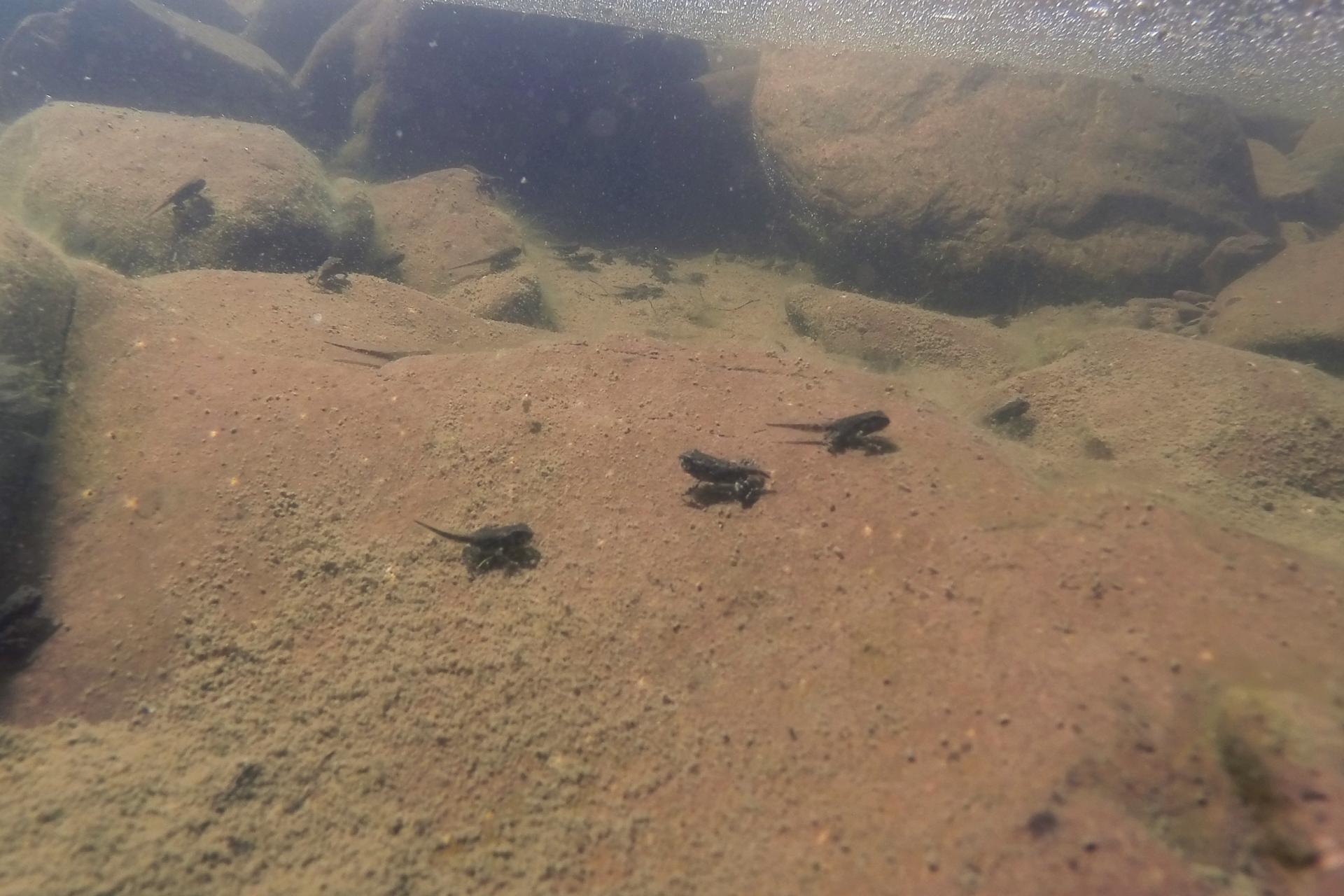 crapaud-d-amerique-Eastern-American-toad