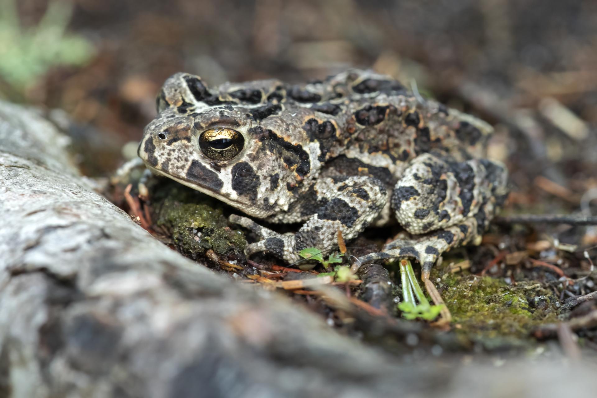 crapaud-d-amerique-Eastern-American-toad