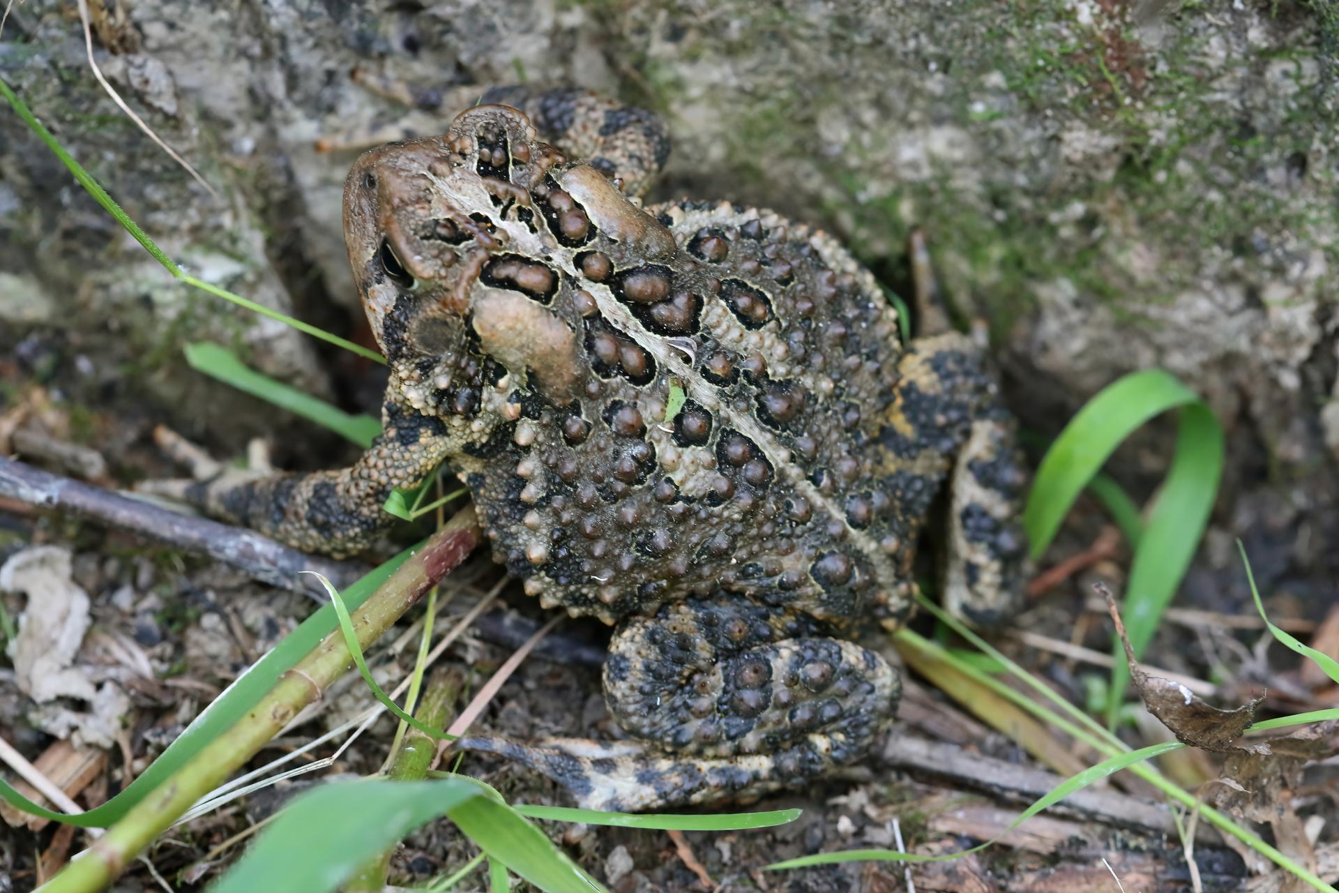 crapaud-d-amerique-Eastern-American-toad