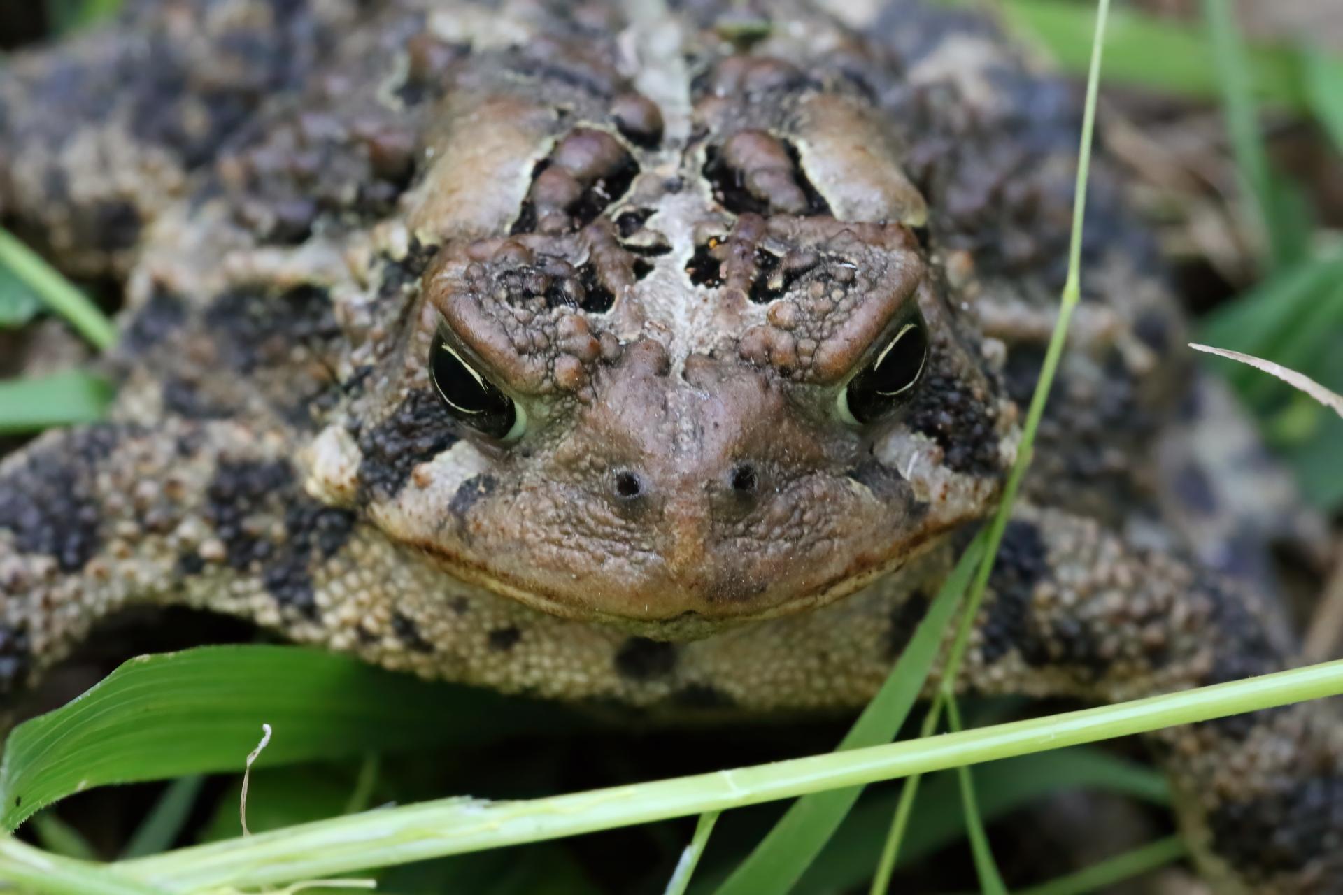 crapaud-d-amerique-Eastern-American-toad