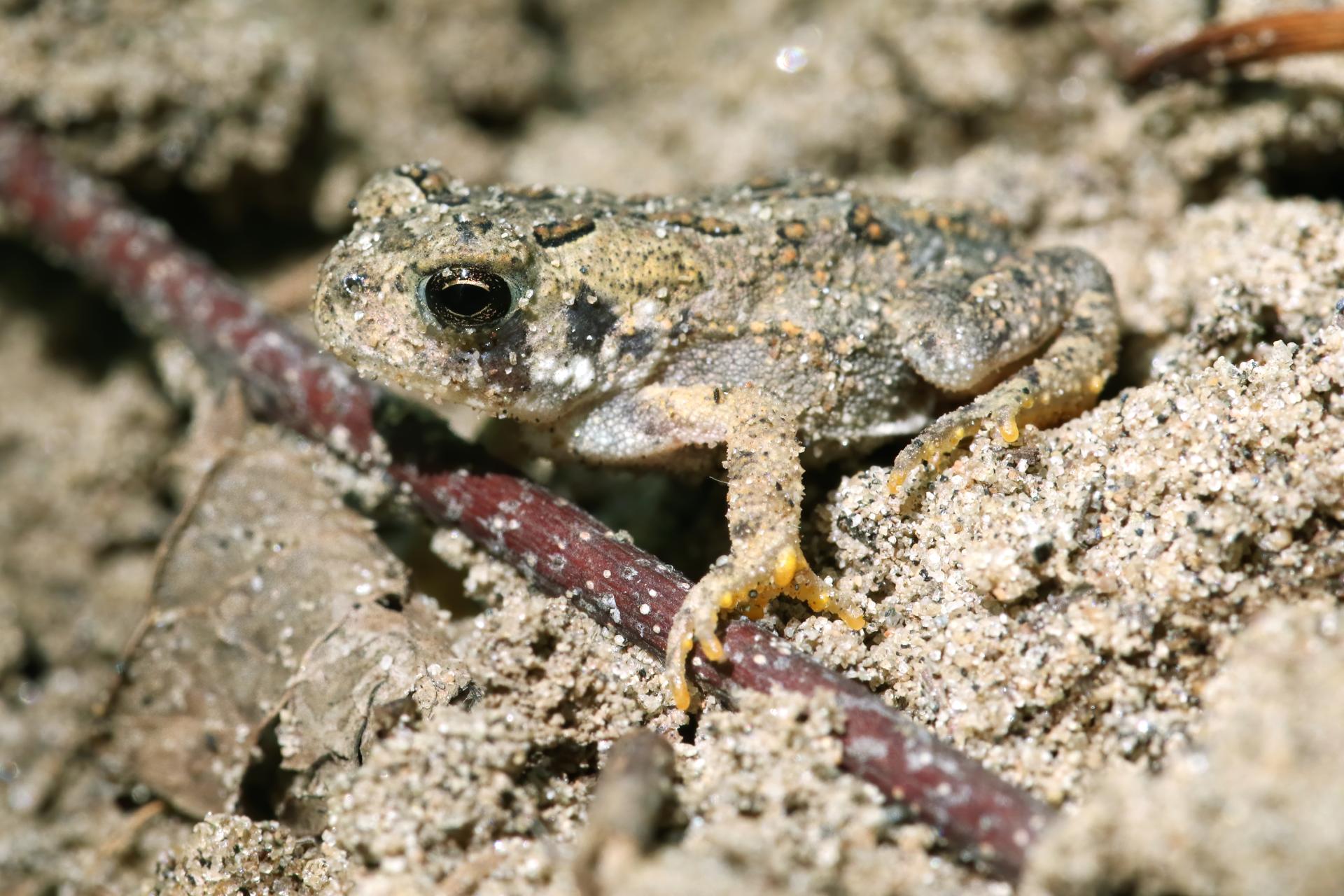 crapaud-d-amerique-Eastern-American-toad