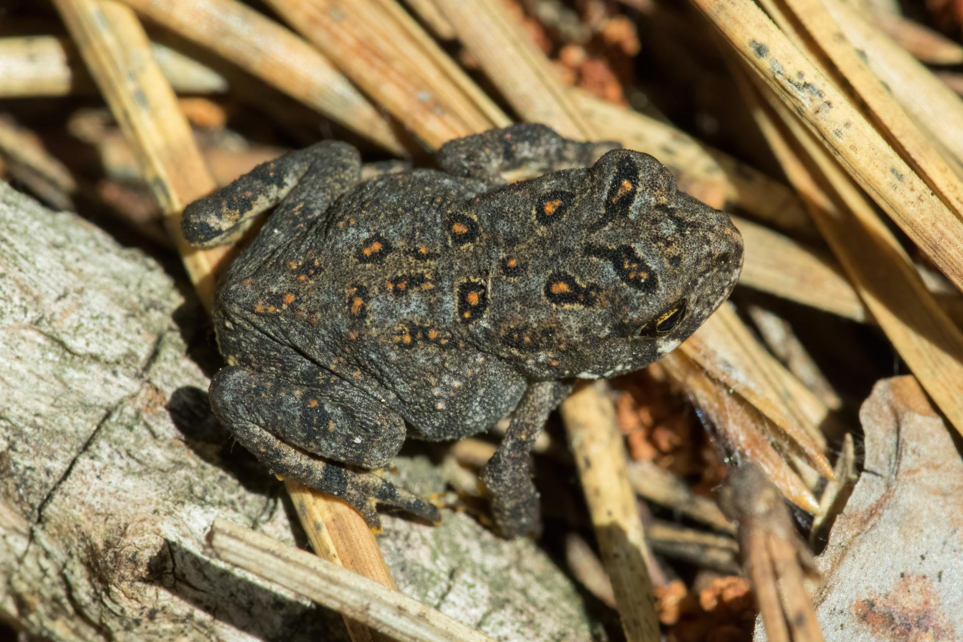 crapaud-d-amerique-Eastern-American-toad