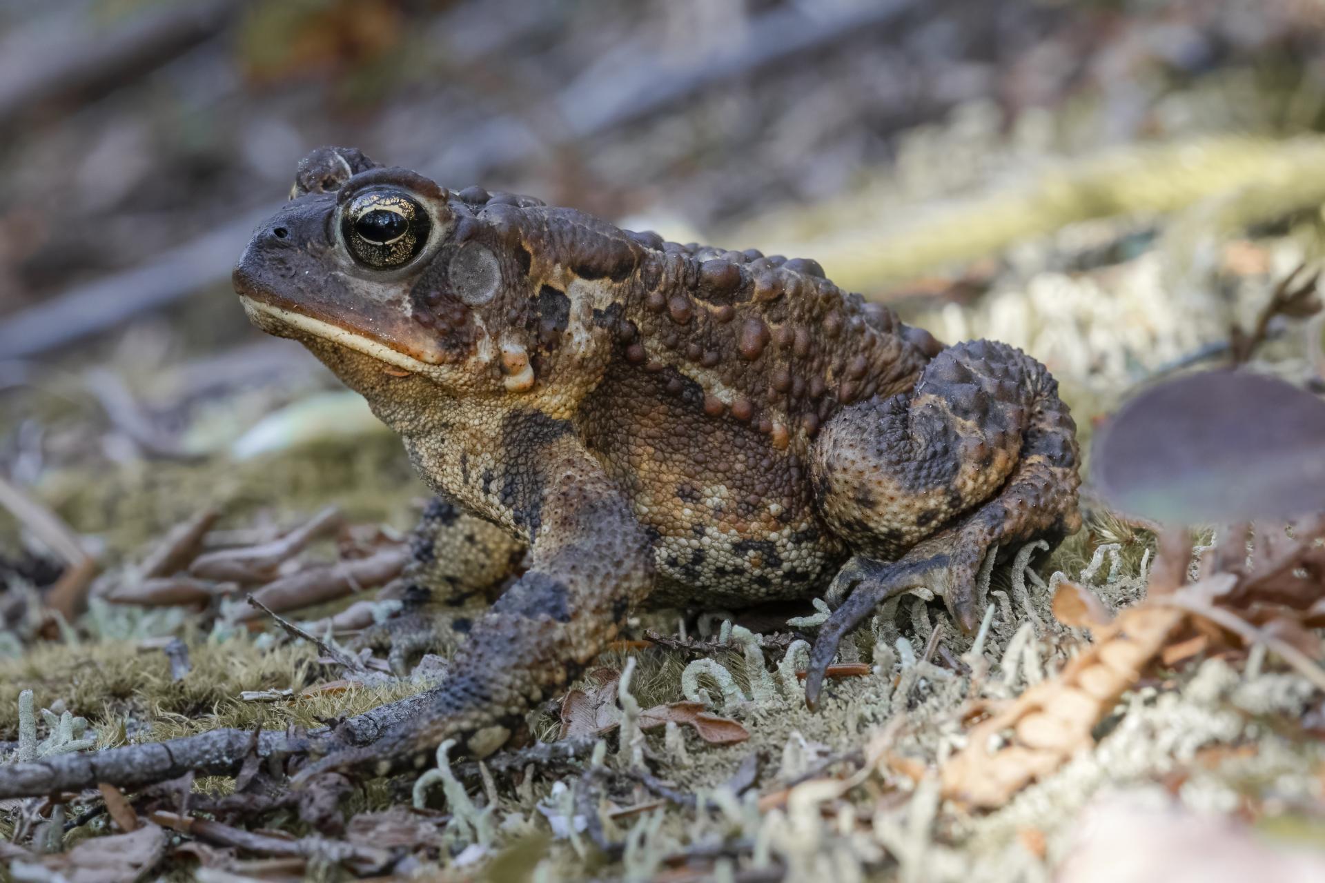crapaud-d-amerique-Eastern-American-toad