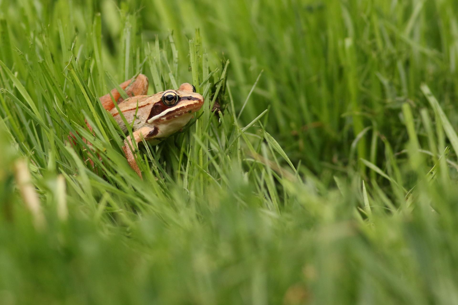 grenouille-des-bois-wood-frog