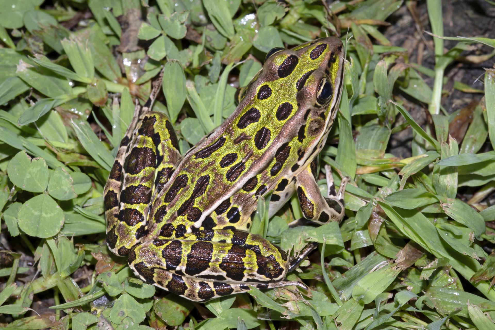grenouille-leopard-Northern-leopard-frog