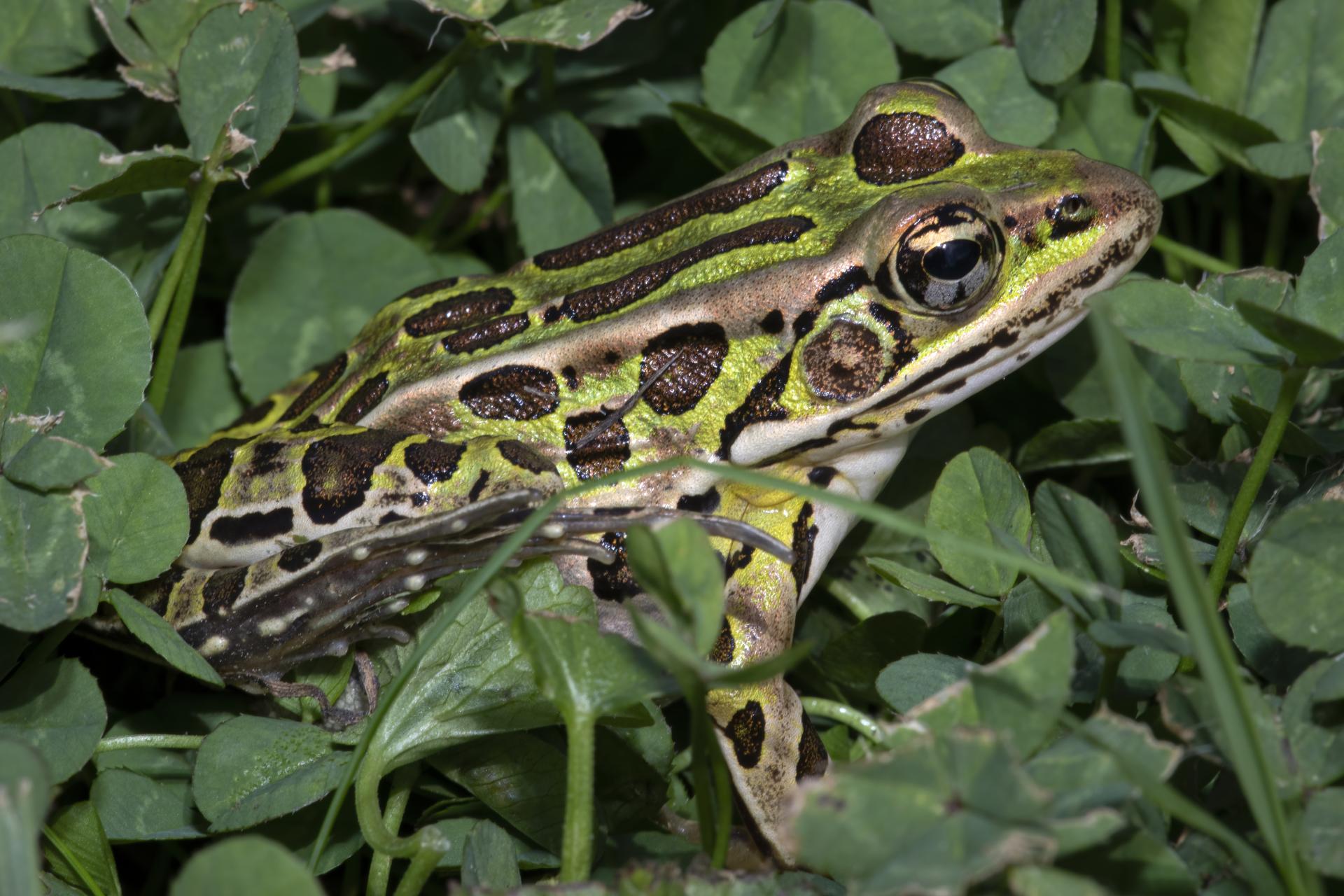 grenouille-leopard-Northern-leopard-frog