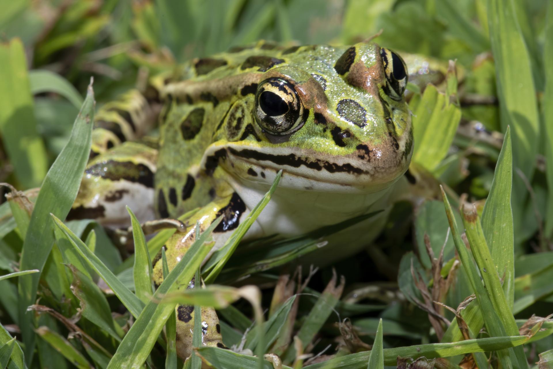 grenouille-leopard-Northern-leopard-frog