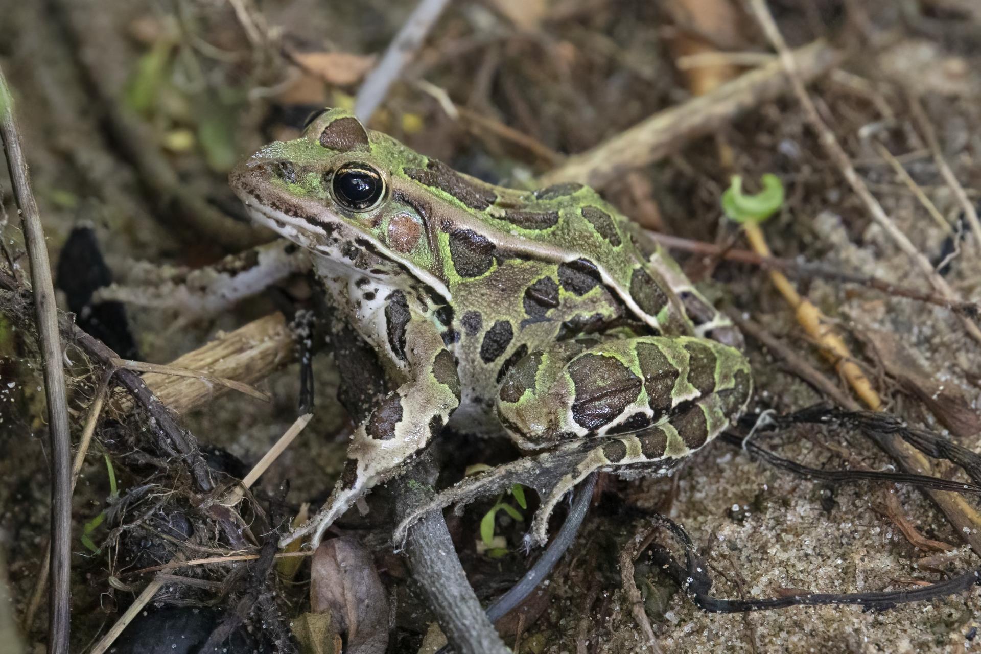 grenouille-leopard-Northern-leopard-frog