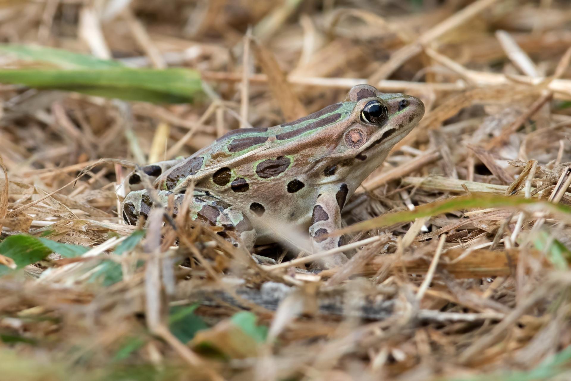 grenouille-leopard-Northern-leopard-frog