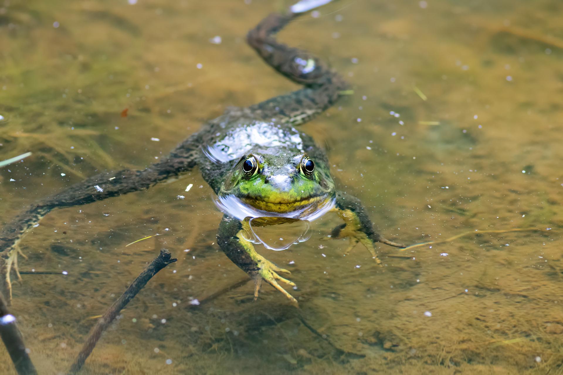 grenouille-verte-green-frog
