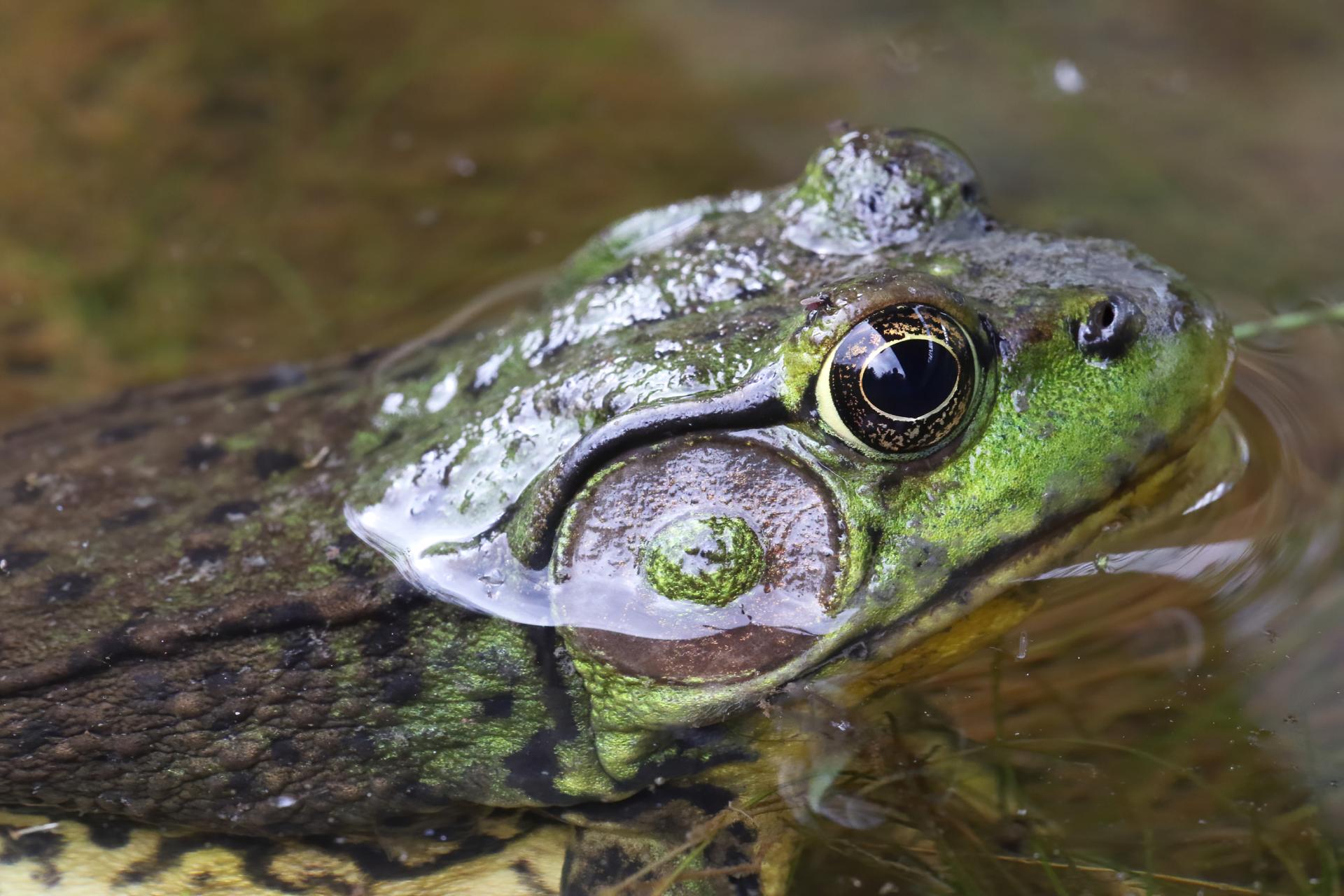 grenouille-verte-green-frog