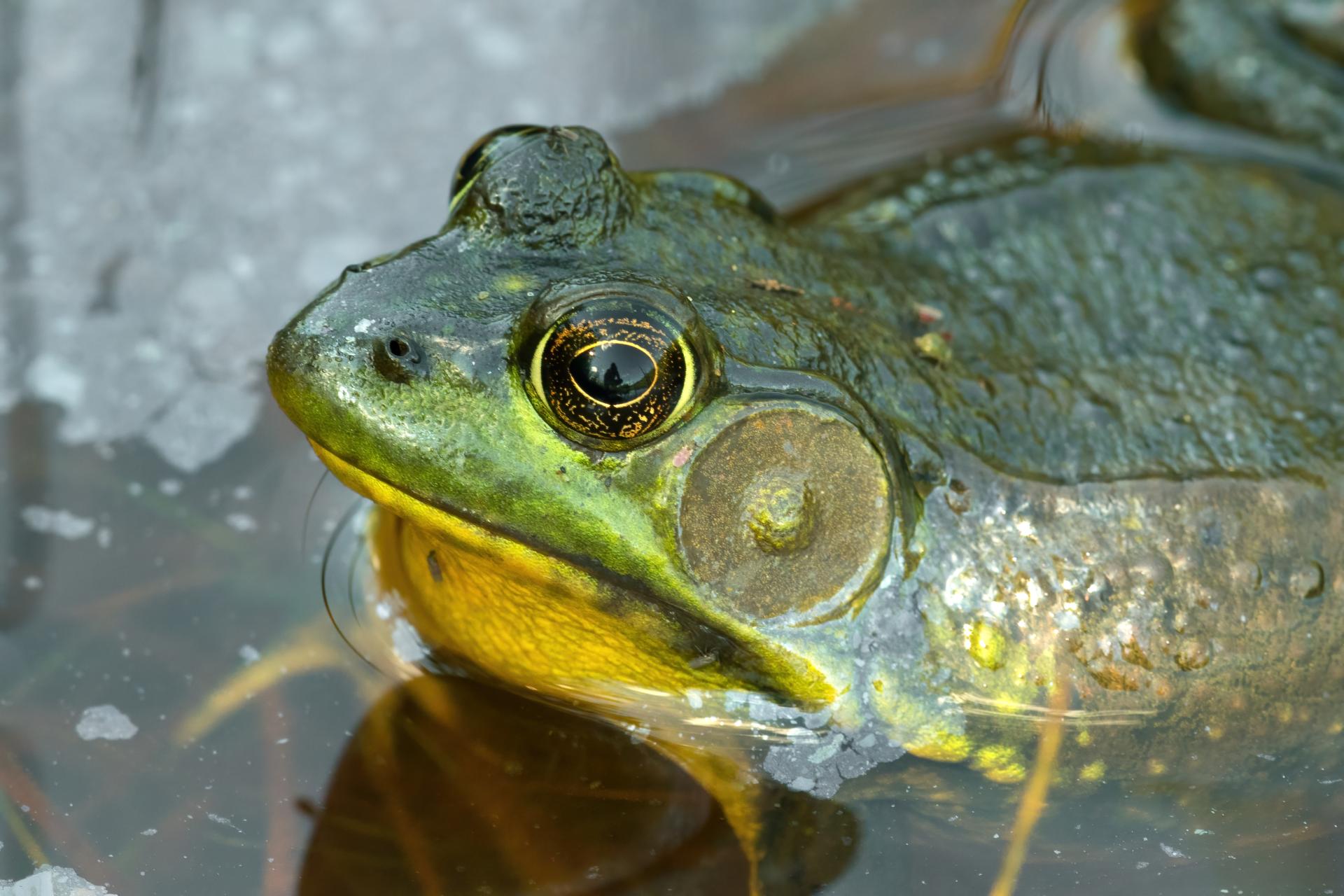grenouille-verte-green-frog