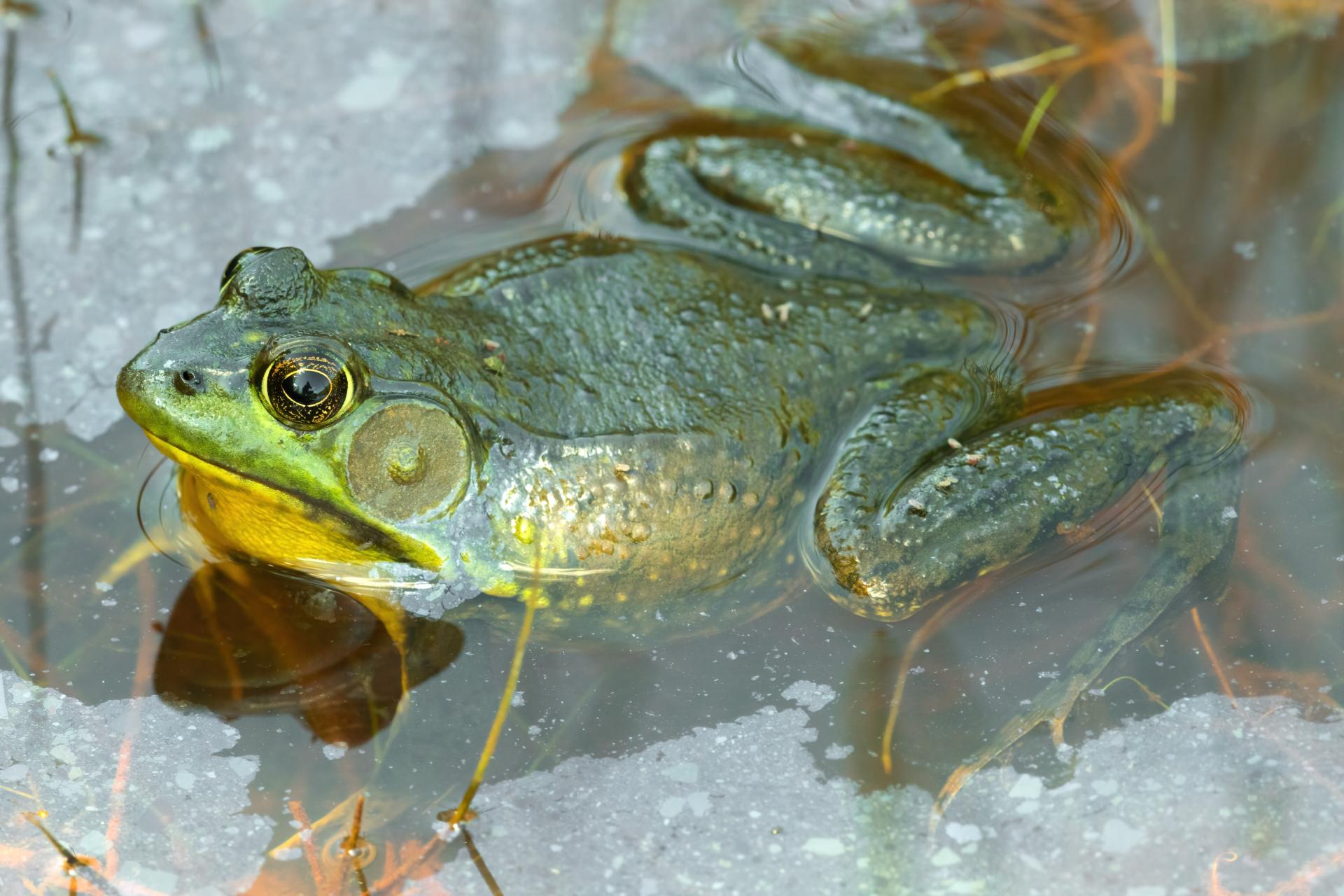 grenouille-verte-green-frog