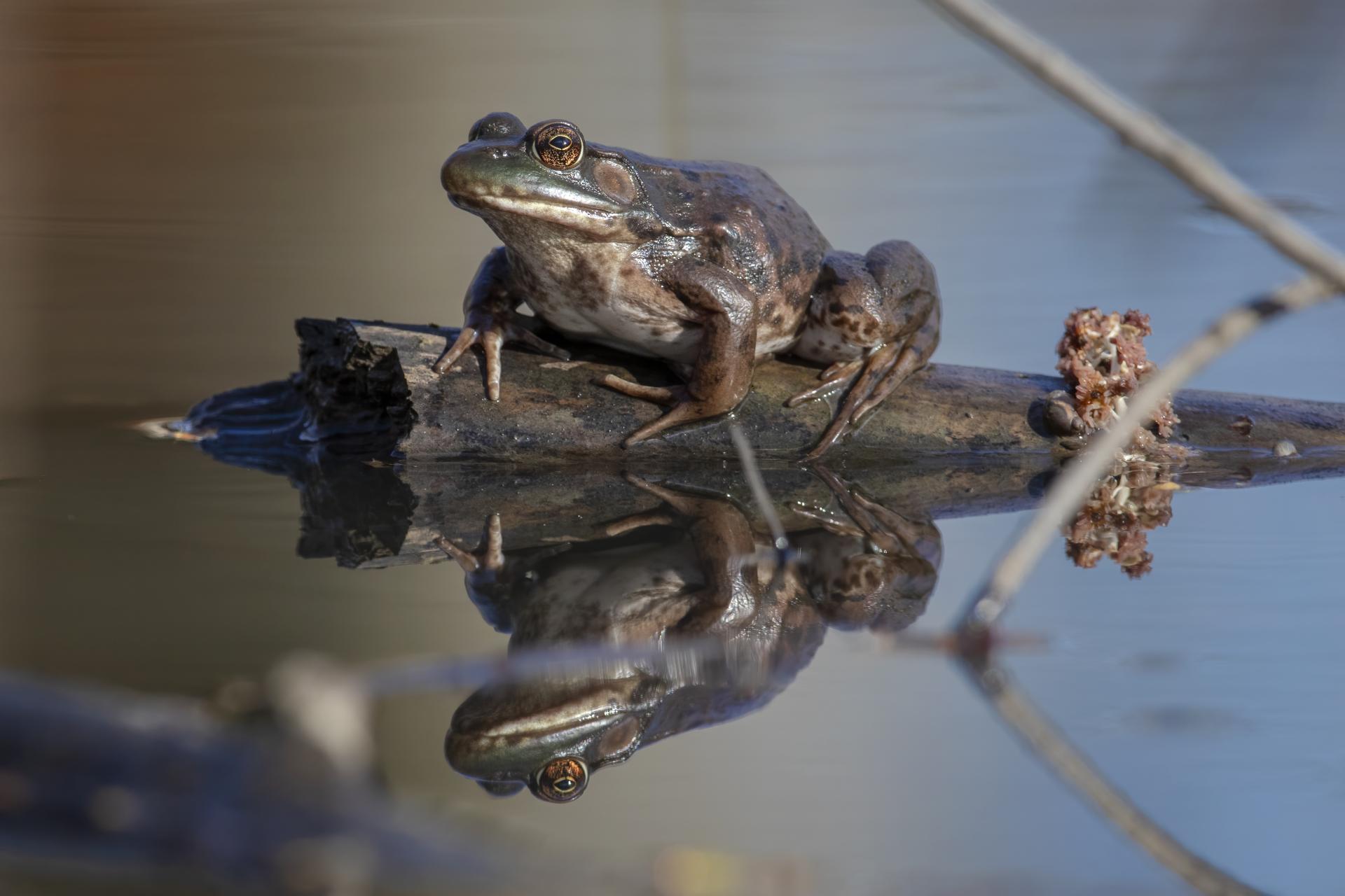 grenouille-verte-green-frog