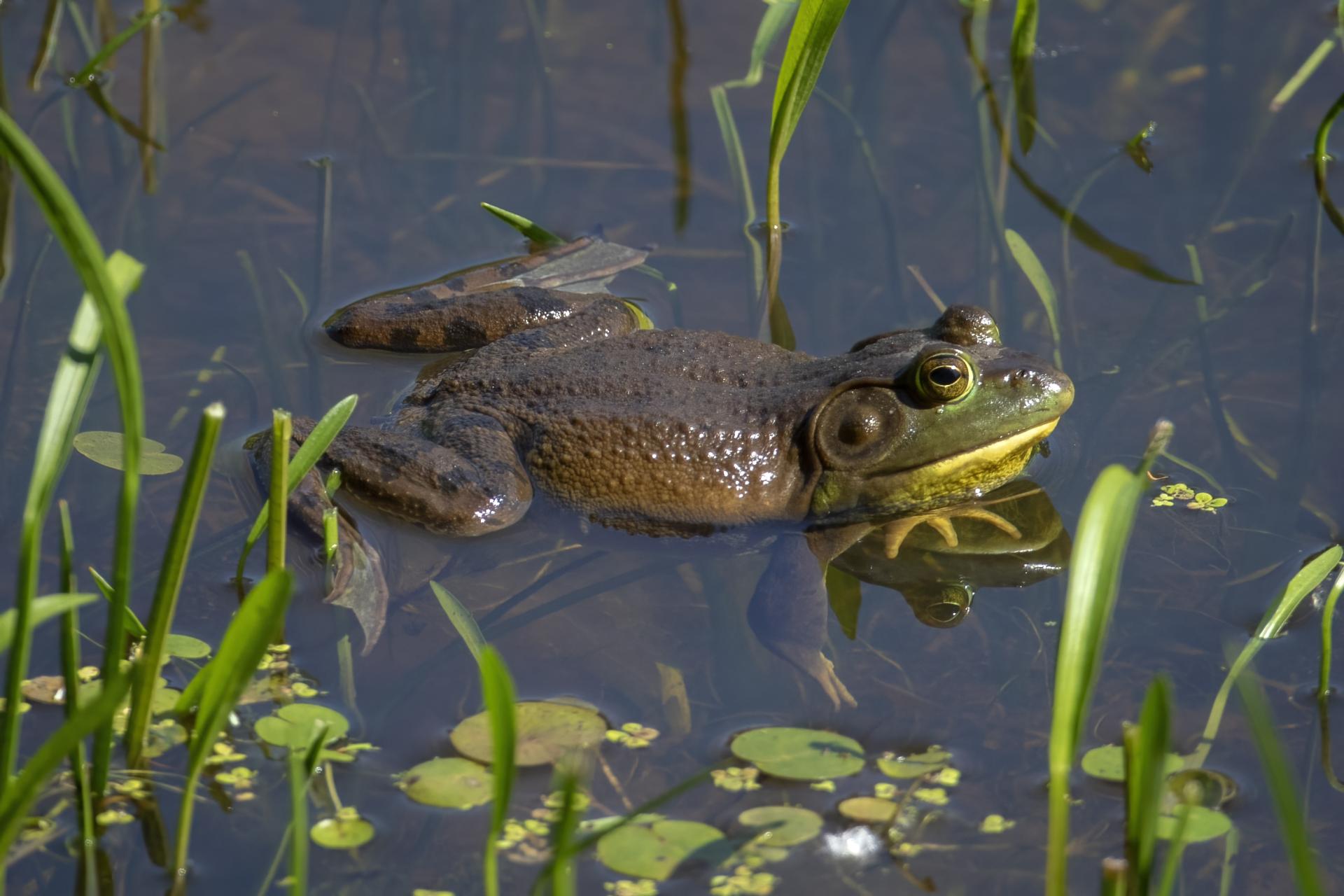 ouaouaron-bullfrog
