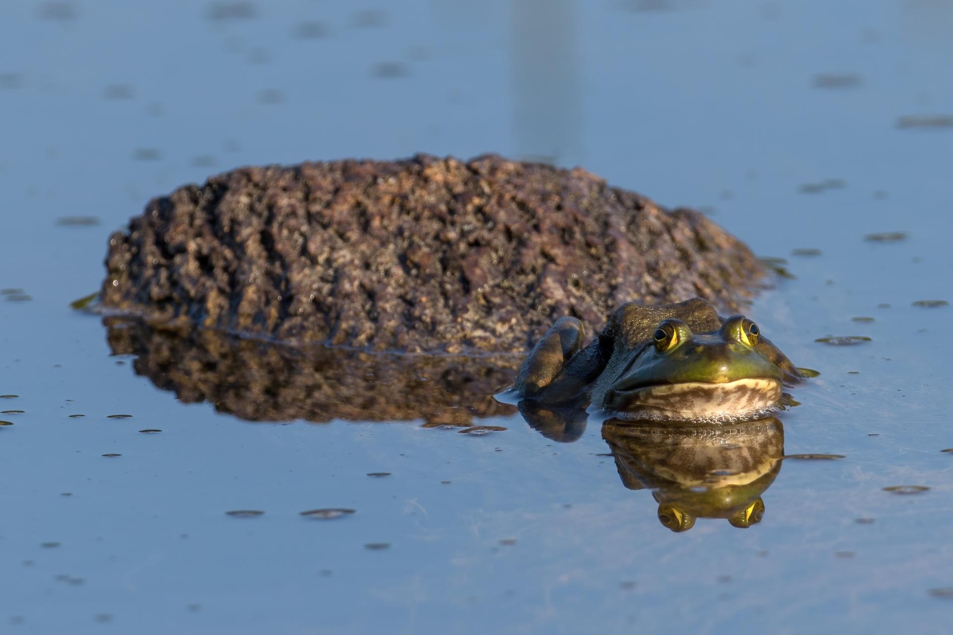 ouaouaron-bullfrog
