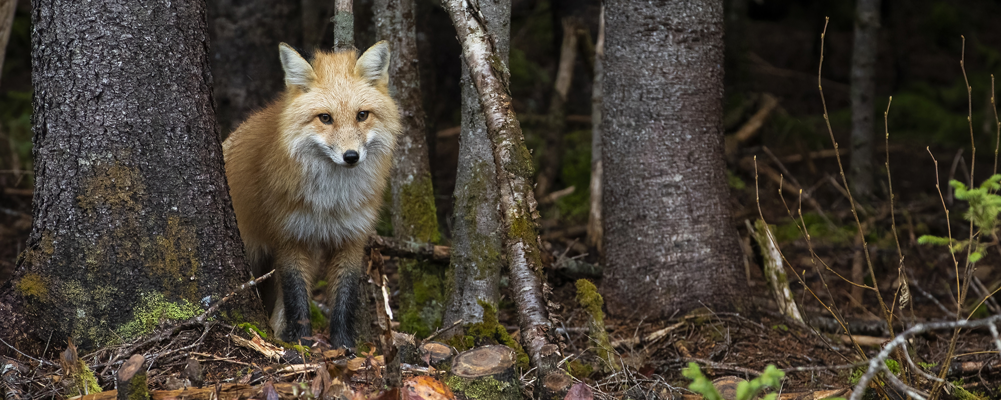 Accueil animaux du Québec