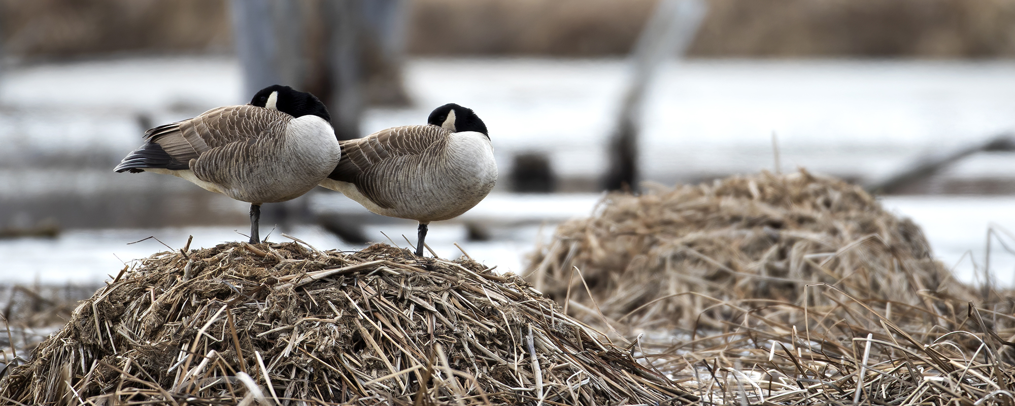 Accueil animaux du Québec