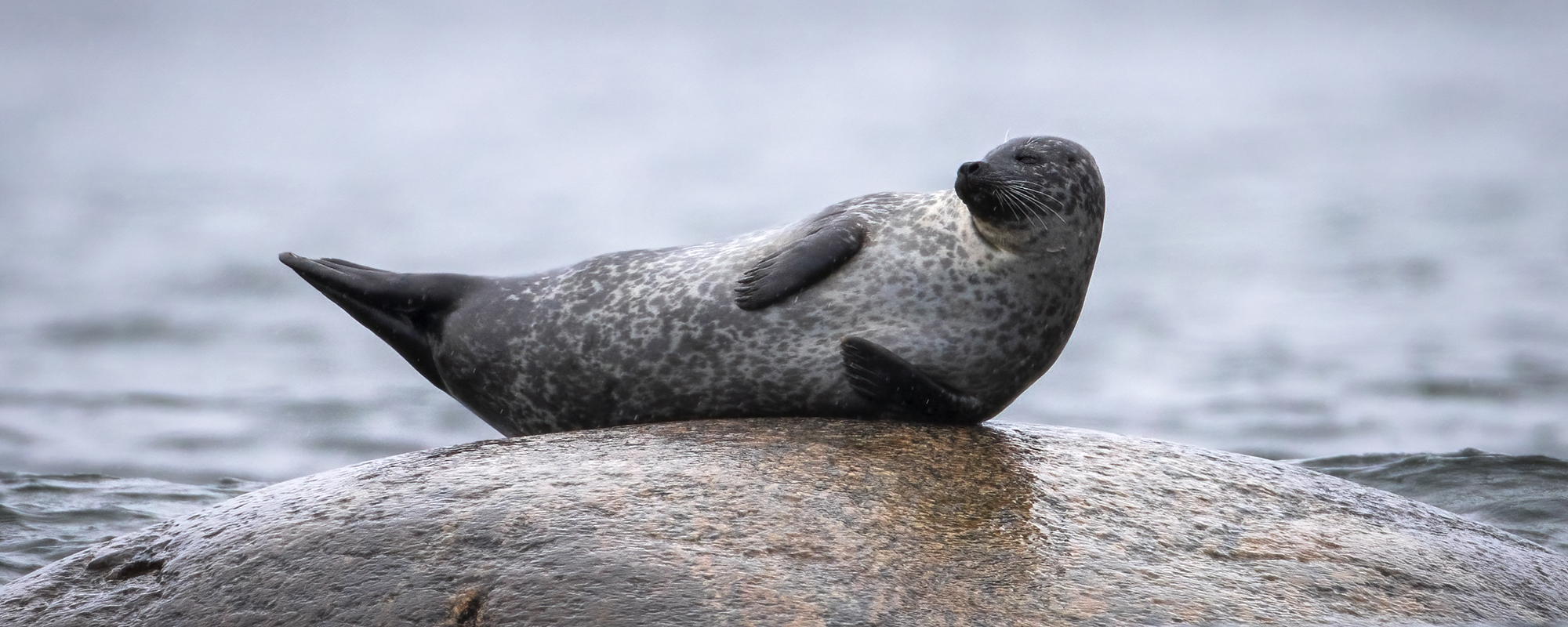Accueil animaux du Québec