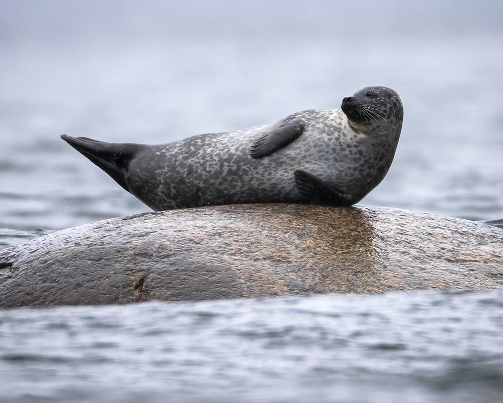 Accueil animaux du Québec