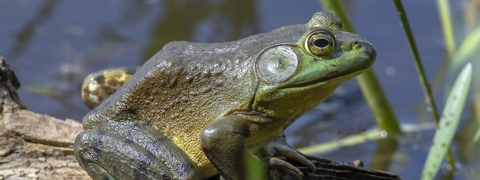 Amphibiens du Québec