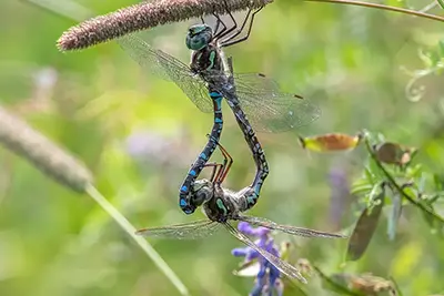 aeshna-sp