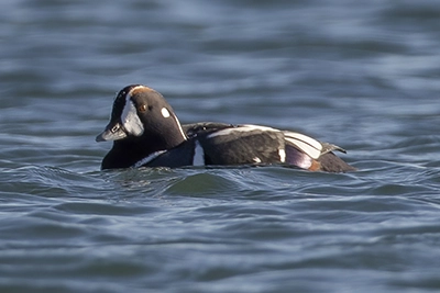 arlequin-plongeur-harlequin-duck