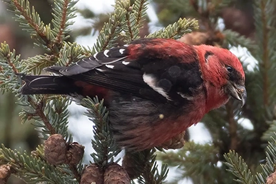 bec-croise-bifascie-white-winged-crossbill