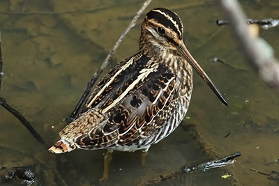 becassine-de-wilson-Wilson-s-snipe