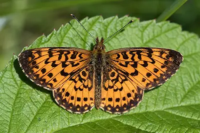 boloria-selene-boloria-a-taches-argentees