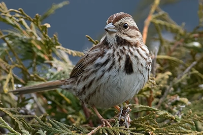 bruant-chanteur-song-sparrow