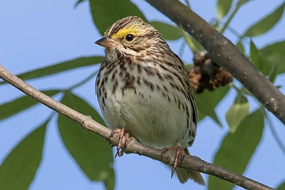 bruant-des-pres-savannah-sparrow