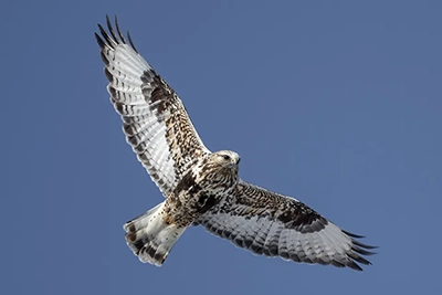 buse-pattue-rough-legged-hawk