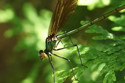 calopteryx-amata-calopteryx-elance
