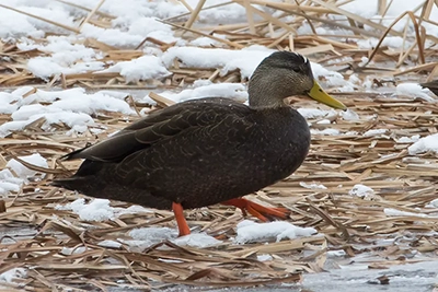 canard-noir-American-black-duck