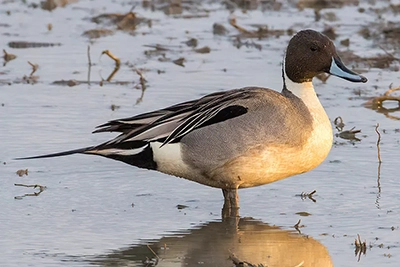 canard-pilet-Northern-pintail