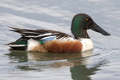 canard-souchet-Northern-shoveler