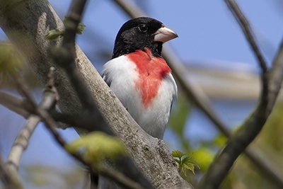 cardinal-a-poitrine-rose-rose-breasted-grosbeak