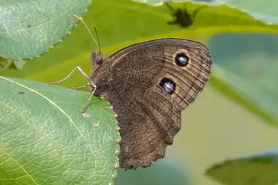 cercyonis-pegala-satyre-des-pres