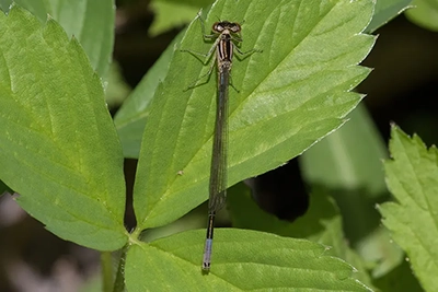 coenagrion-resolutum-agrion-resolu