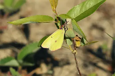 colias-interior-coliade-interieur
