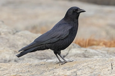 corneille-d-amerique-American-crow