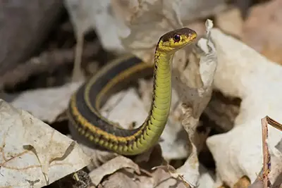 couleuvre-rayee-Eastern-common-garter-snake