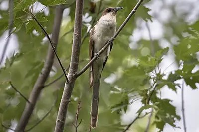 coulicou-a-bec-noir-black-billed-cuckoo