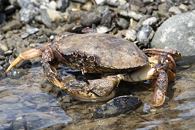 crabe-commun-atlantic-rock-crab