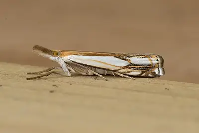 crambus-agitatellus