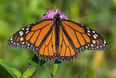 danaus-plexippus-monarque