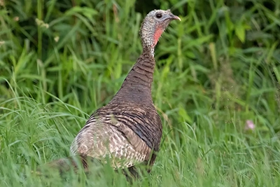 dindon-sauvage-wild-turkey