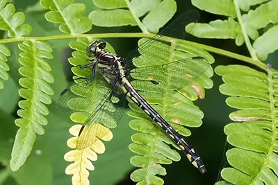 dromogomphus-spinosus-gomphe-epineux