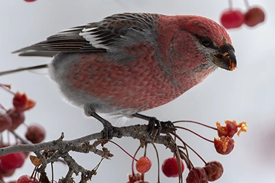 durbec-des-sapins-pine-grosbeak
